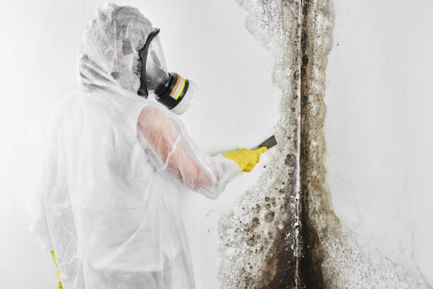 Best HVAC Mold Remediation in Thorp, WI