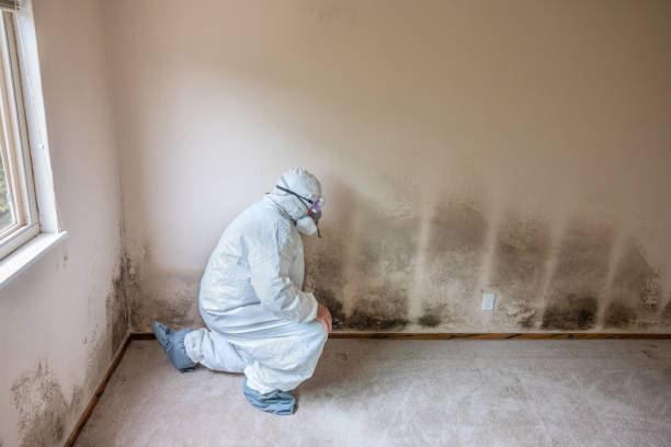 Best Crawl Space Mold Remediation in Thorp, WI