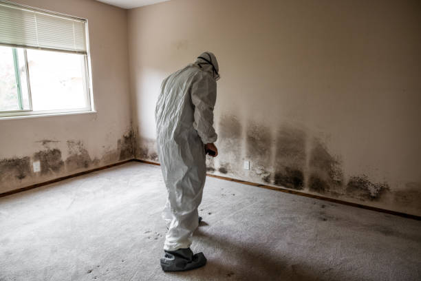 Best Industrial Mold Remediation in Thorp, WI