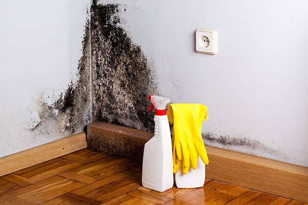 Best Residential Mold Remediation in Thorp, WI
